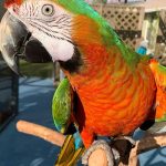 Buy Harlequin Macaw For Sale Online