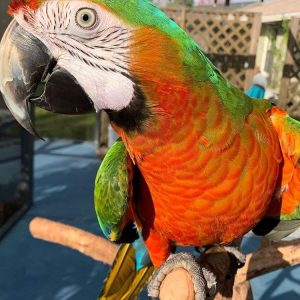 Buy Harlequin Macaw For Sale Online