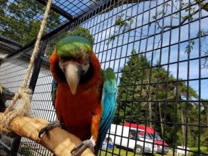 Buy Harlequin Macaw For Sale Online Near Me