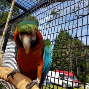 Buy Harlequin Macaw For Sale Online Near Me