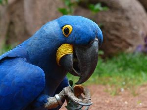 Buy Hyacinth Macaw For Sale Online