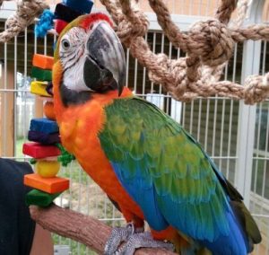 Buy Catalina Macaw For Sale Online