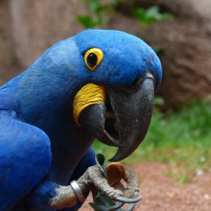 Buy Hyacinth Macaw For Sale Online