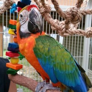 Buy Catalina Macaw For Sale Online