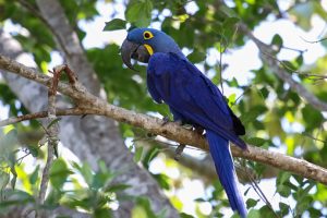 Buy Hyacinth Macaw Parrot For Sale Online