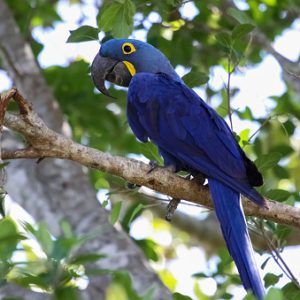 Buy Hyacinth Macaw Parrot For Sale Online