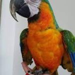 Catalina Macaw - Image 2