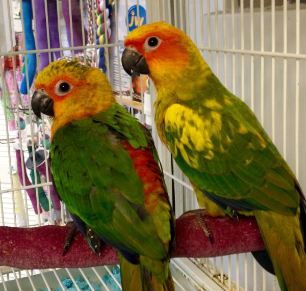 Buy Jenday Conure Parrots Online