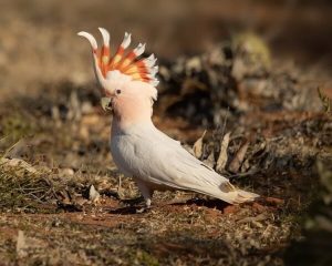 Buy Major Mitchell’s Cockatoo Online