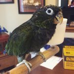 Buy Maximilian’s Pionus For Sale Online