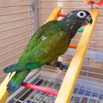 Maximilian’s Pionus - Image 2