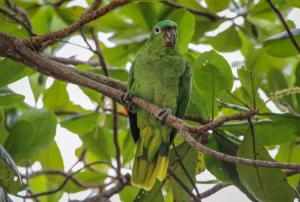 Mealy Amazon - Image 2