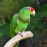 Buy Mexican Red Headed Amazon Online