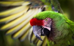 Buy Military Macaw For Sale Online