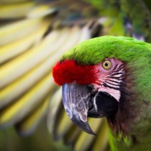 Buy Military Macaw For Sale Online