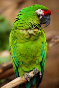 Military Macaw - Image 2
