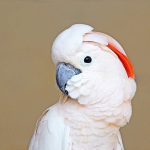 Buy Moluccan Cockatoo Online