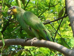 Buy Orange Winged Amazon Parrot Online