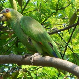 Buy Orange Winged Amazon Parrot Online