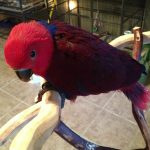Red Sided Eclectus - Image 2