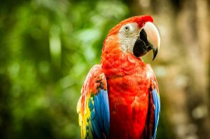 Buy Scarlet Macaw For Sale Online