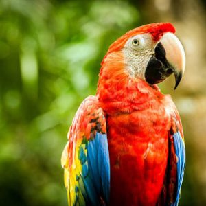 Buy Scarlet Macaw For Sale Online