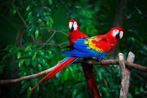 Scarlet Macaw - Image 2