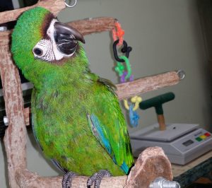 Buy Severe Macaw For Sale Online