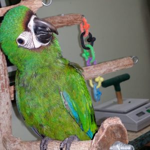 Buy Severe Macaw For Sale Online