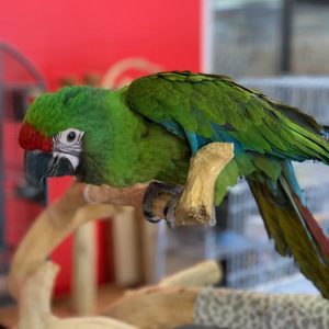 Buy Severe Macaw For Sale Online Near Me