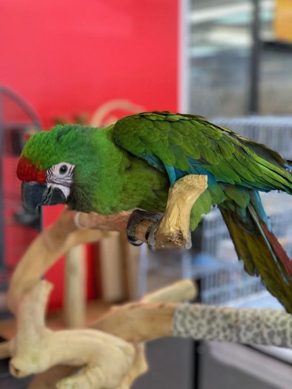 Buy Severe Macaw For Sale Online Near Me