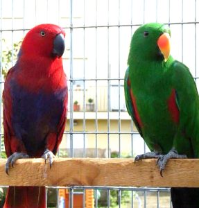 Buy Solomon Island Eclectus Parrots For Sale Online