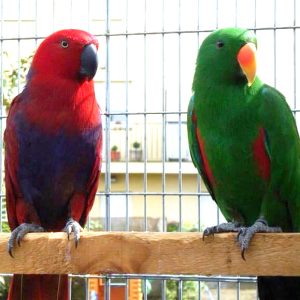 Buy Solomon Island Eclectus Parrots For Sale Online