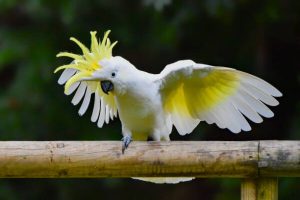 Buy Sulphur Crested Cockatoo Online