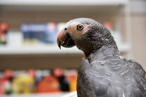 Timneh African Grey Parrot For Sale Online at Exotic Pet Reptile Shop