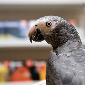 Timneh African Grey Parrot For Sale Online at Exotic Pet Reptile Shop