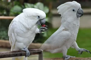 Buy Umbrella Cockatoo Online