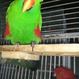 Buy Vosmaer’s Eclectus Parrots For Sale Online