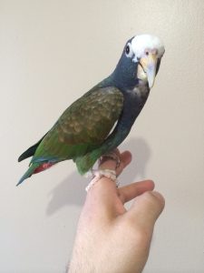 Buy White Capped Pionus For Sale Online