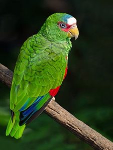 White Fronted Amazon - Image 2
