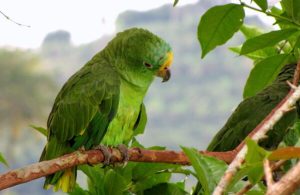 Buy Yellow Crowned Amazon Online