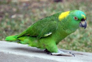 Yellow Naped Amazon - Image 2