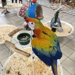 Camelot Macaw