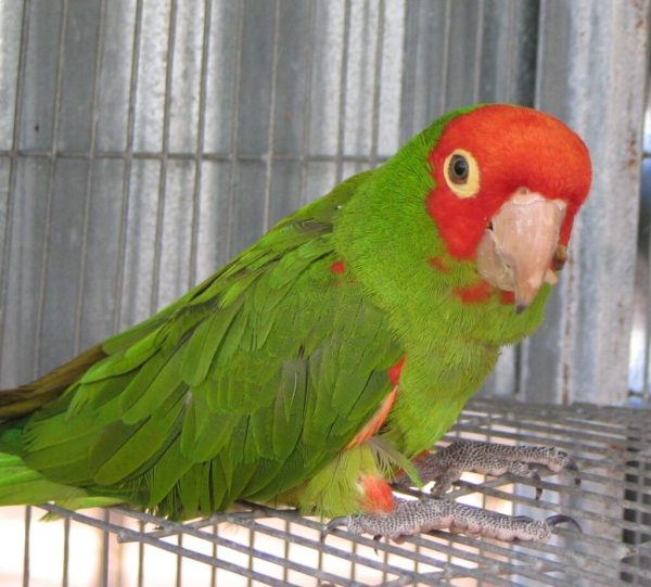 Cherry Headed Conure Parrots For Sale Online