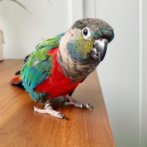 Crimson Bellied Conure Parrots For Sale Online