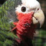 Cuban amazon