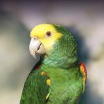Double Yellow Headed Amazon For Sale Online