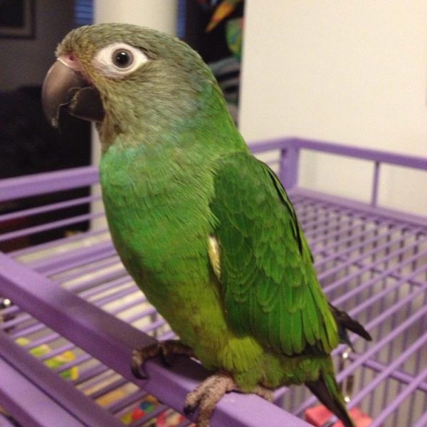 Dusky Headed Conure Parrots For Sale Online