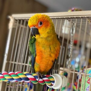 Golden Conure Parrots for Sale