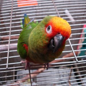 Golden Conure Parrots for Sale Online